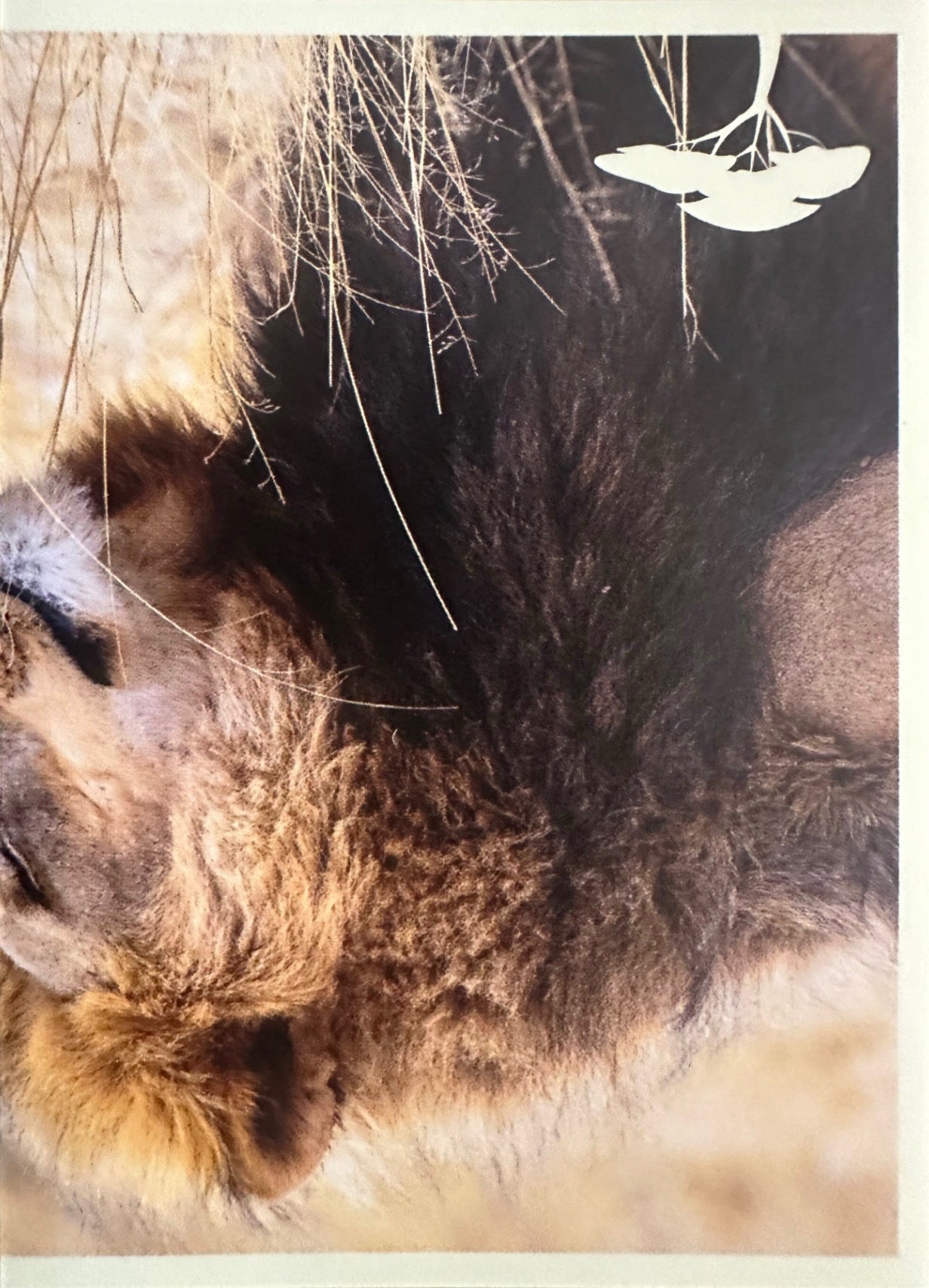 Panini Noi Animali L’unione fa la forza – Figurine singole a scelta 1-100