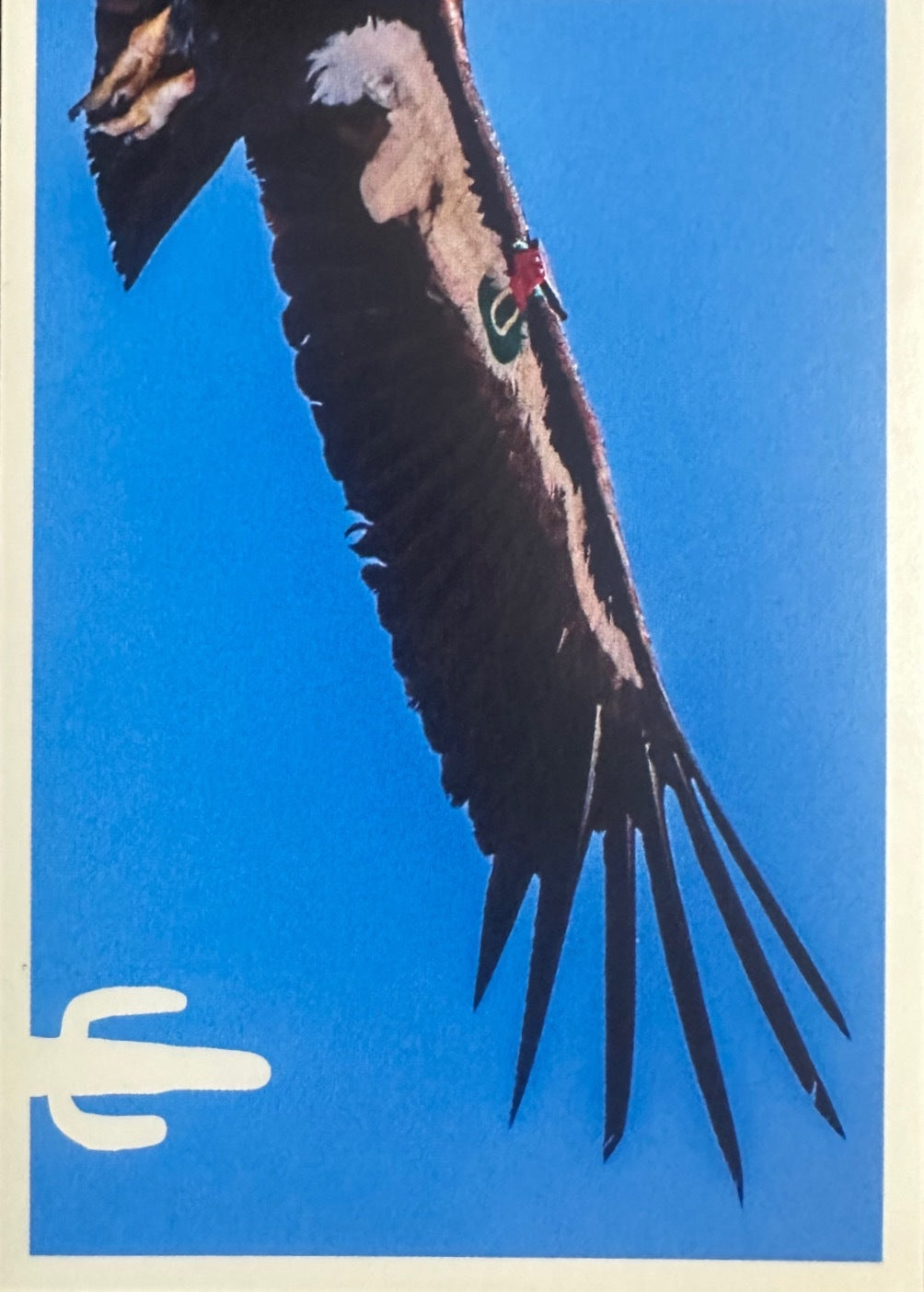 Panini Noi Animali L’unione fa la forza – Figurine singole a scelta 1-100