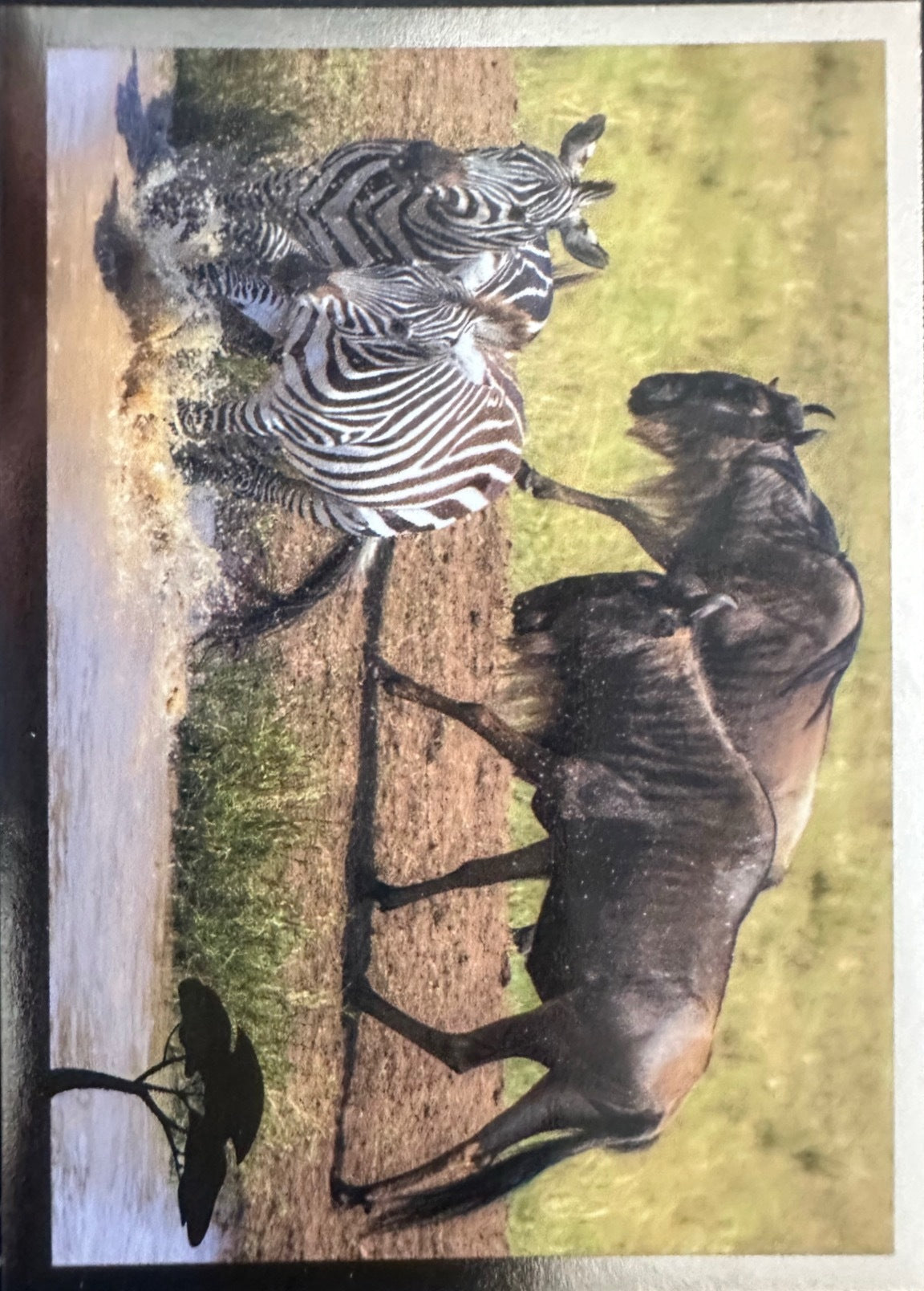 Panini Noi Animali L’unione fa la forza – Figurine singole a scelta 1-100