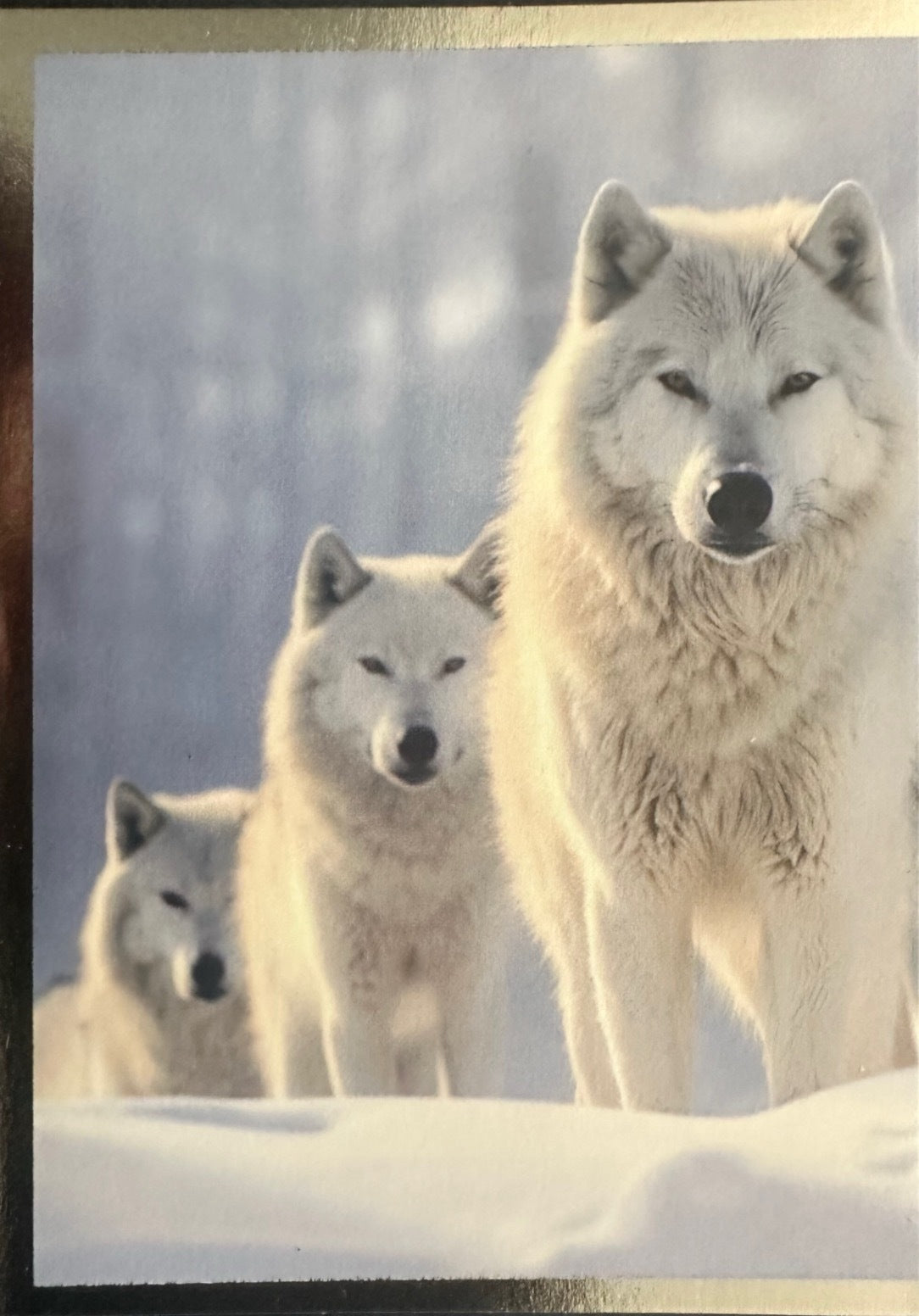Panini Noi Animali L’unione fa la forza – Figurine singole a scelta 1-100