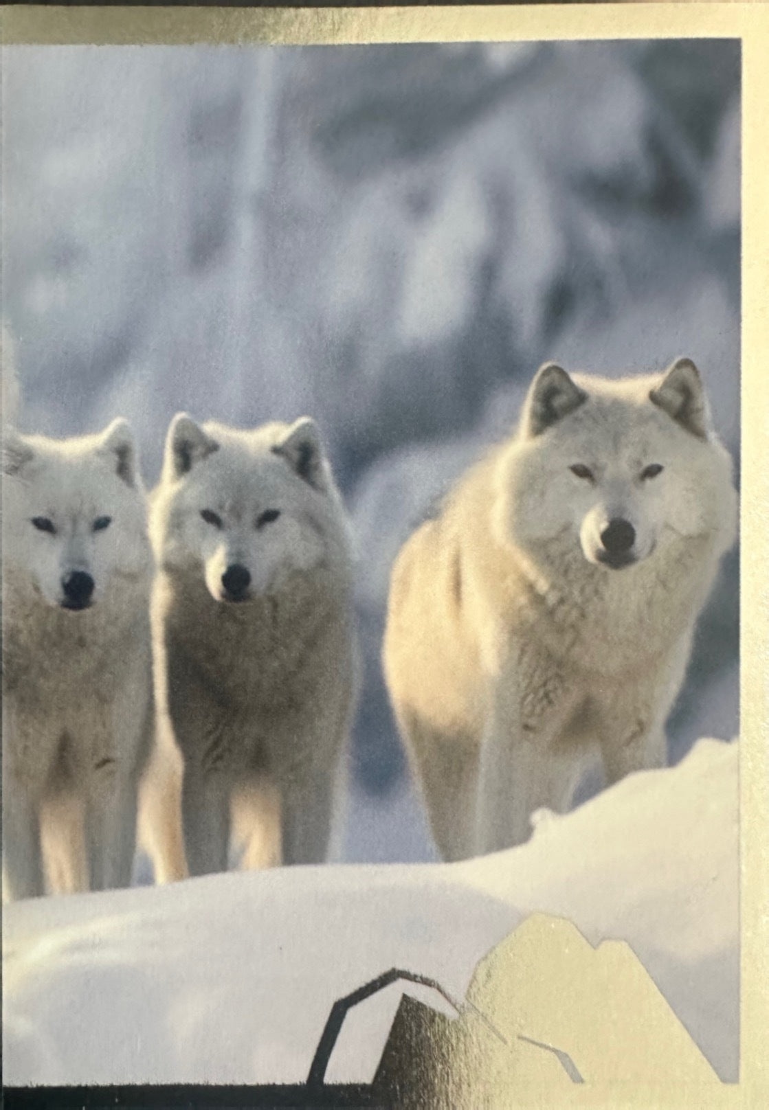 Panini Noi Animali L’unione fa la forza – Figurine singole a scelta 1-100
