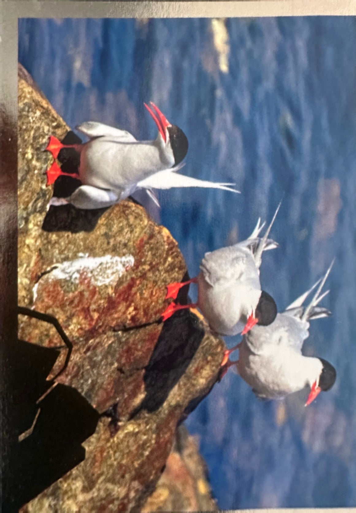 Panini Noi Animali L’unione fa la forza – Figurine singole a scelta 1-100