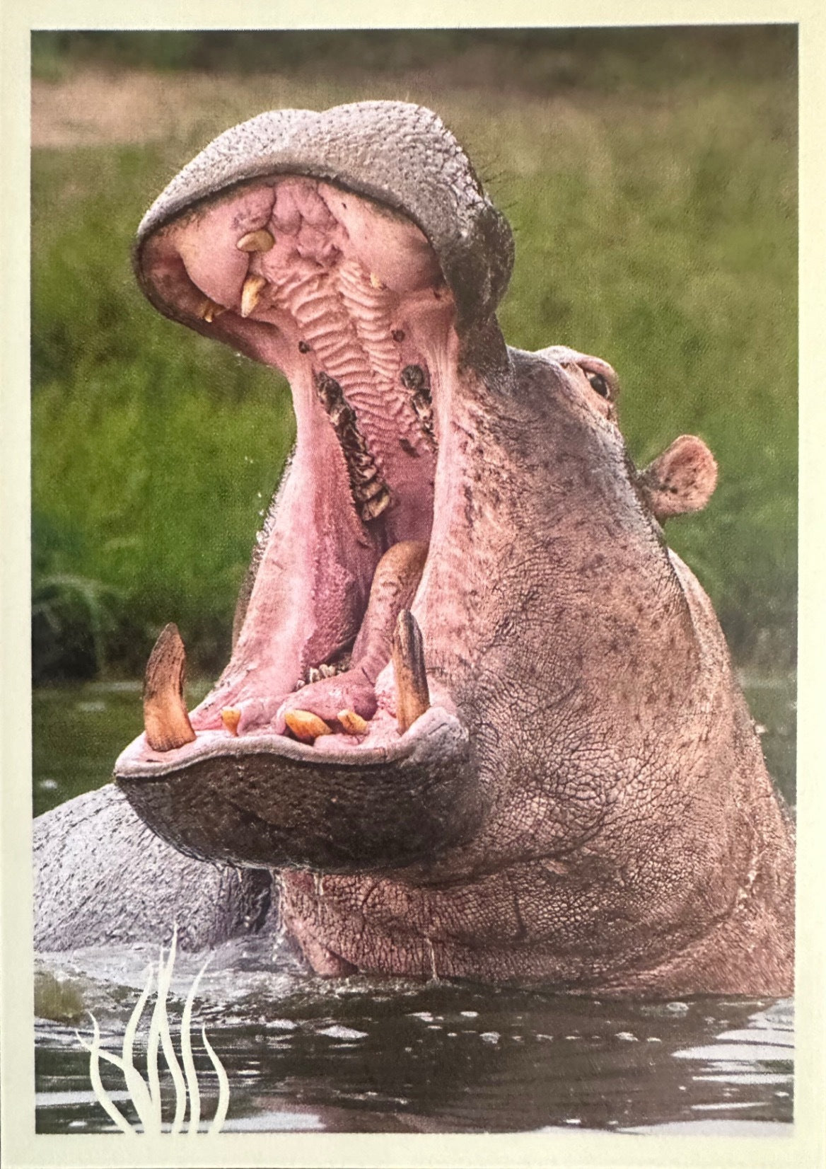 Panini Noi Animali L’unione fa la forza – Figurine singole a scelta 1-157 X1-X25