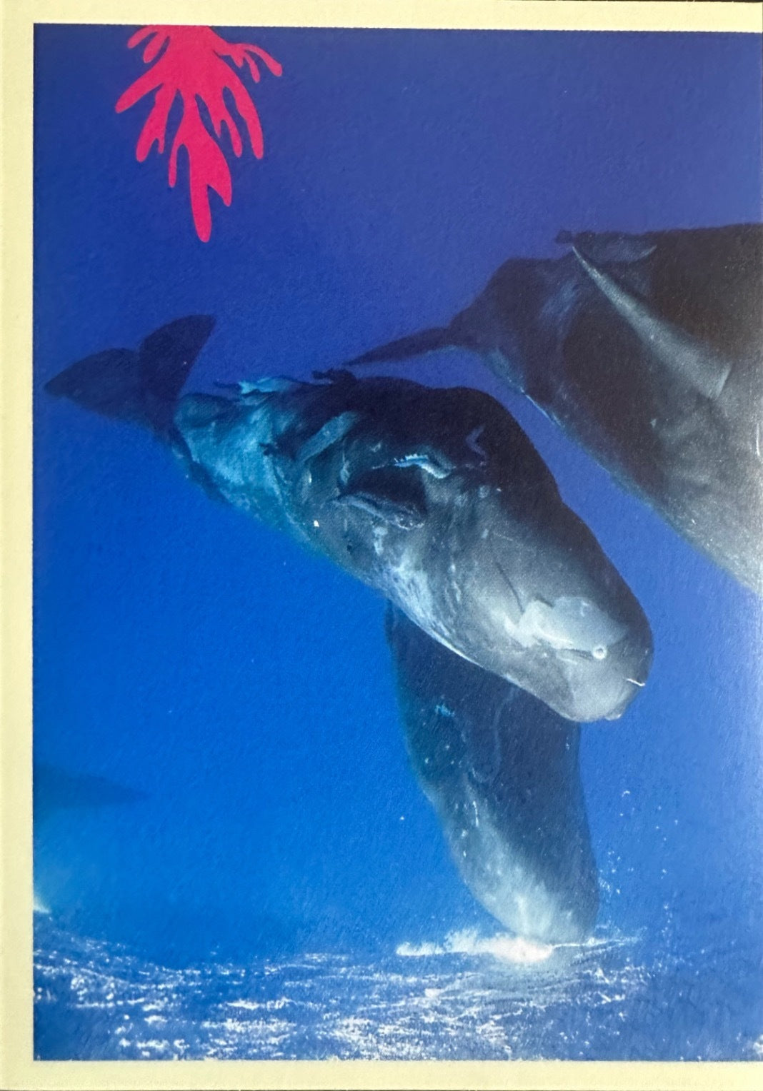 Panini Noi Animali L’unione fa la forza – Figurine singole a scelta 1-157 X1-X25