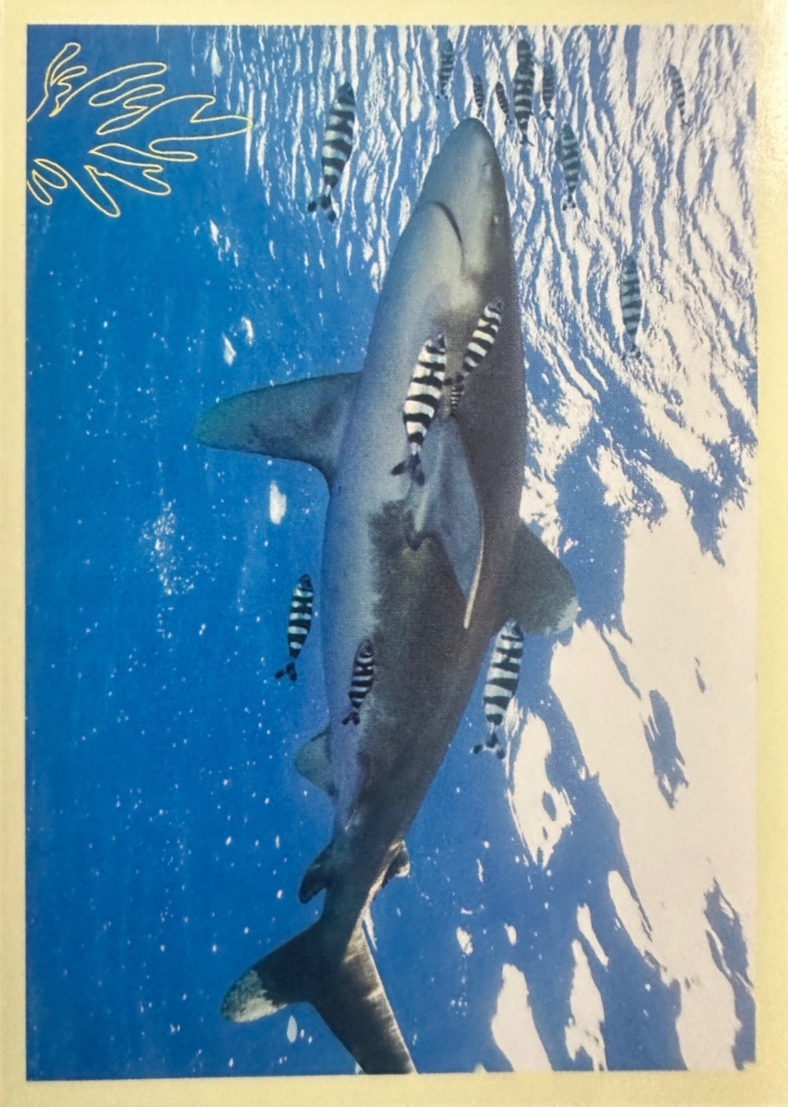 Panini Noi Animali L’unione fa la forza – Figurine singole a scelta 1-157 X1-X25