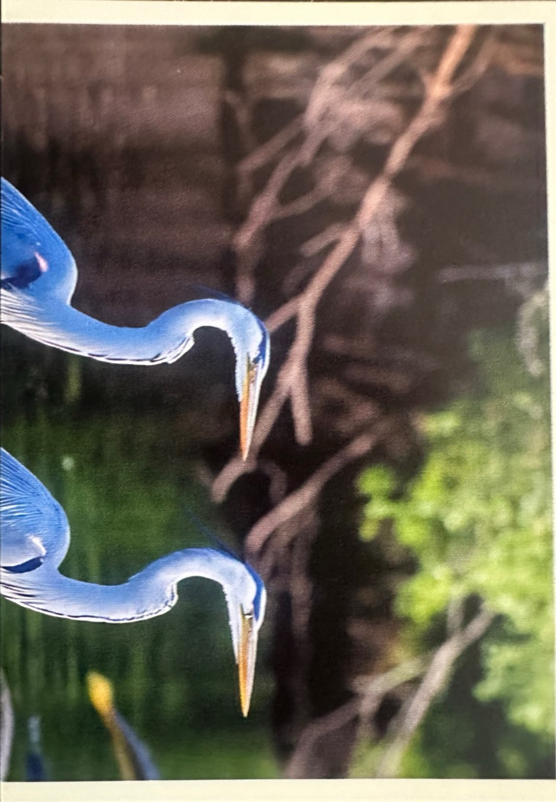 Panini Noi Animali L’unione fa la forza – Figurine singole a scelta 1-157 X1-X25