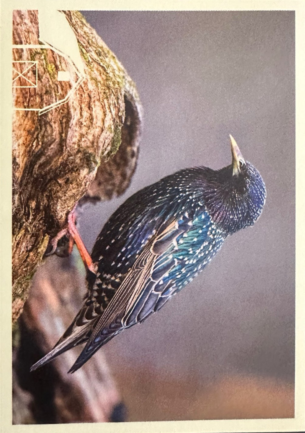 Panini Noi Animali L’unione fa la forza – Figurine singole a scelta 1-157 X1-X25