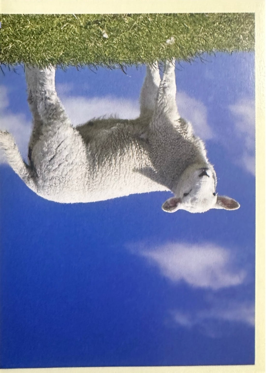 Panini Noi Animali L’unione fa la forza – Figurine singole a scelta 1-157 X1-X25