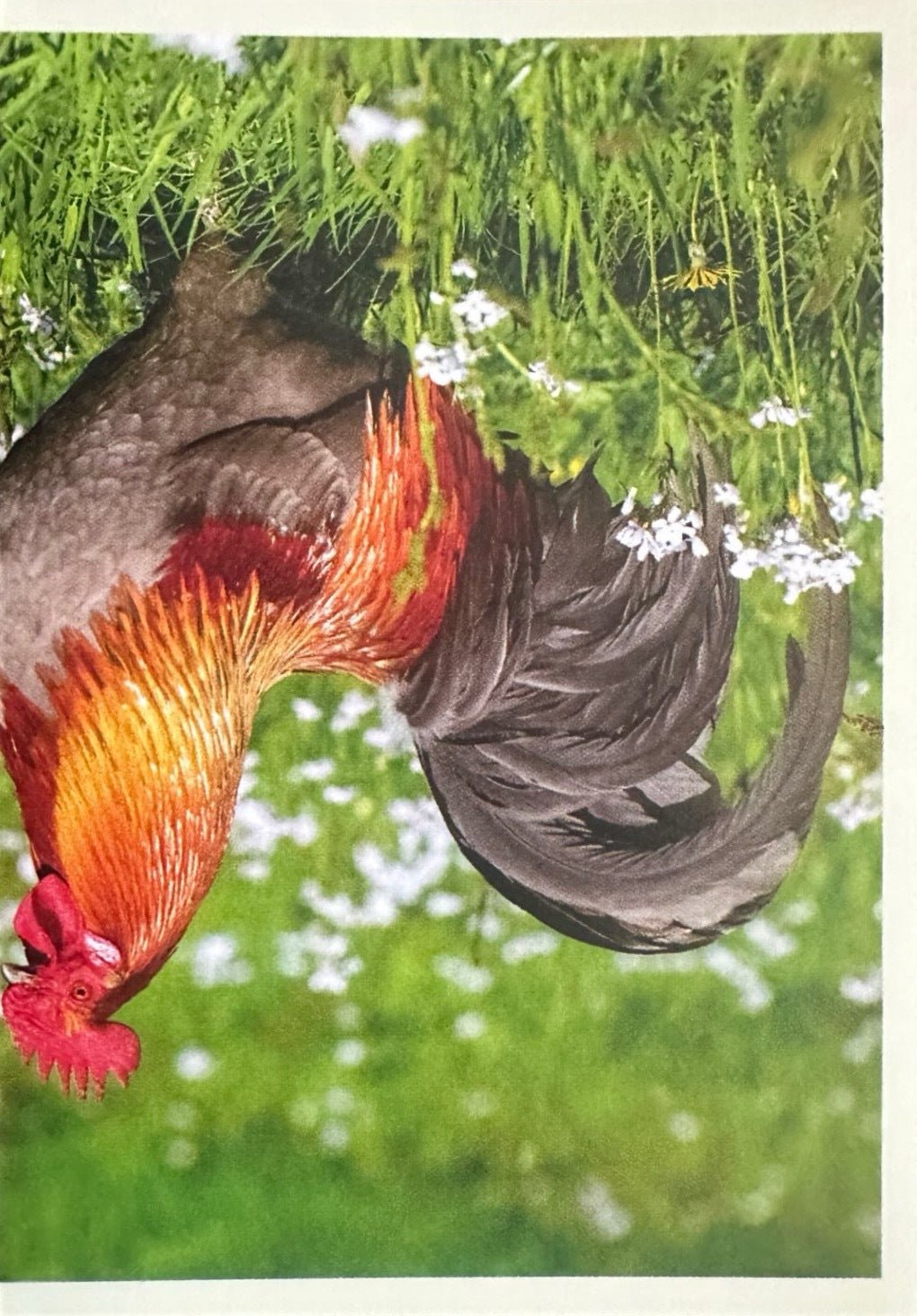 Panini Noi Animali L’unione fa la forza – Figurine singole a scelta 1-157 X1-X25