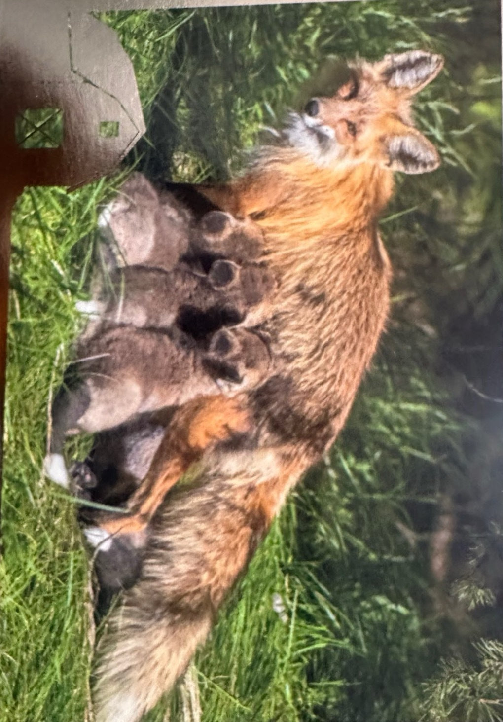 Panini Noi Animali L’unione fa la forza – Figurine singole a scelta 1-157 X1-X25