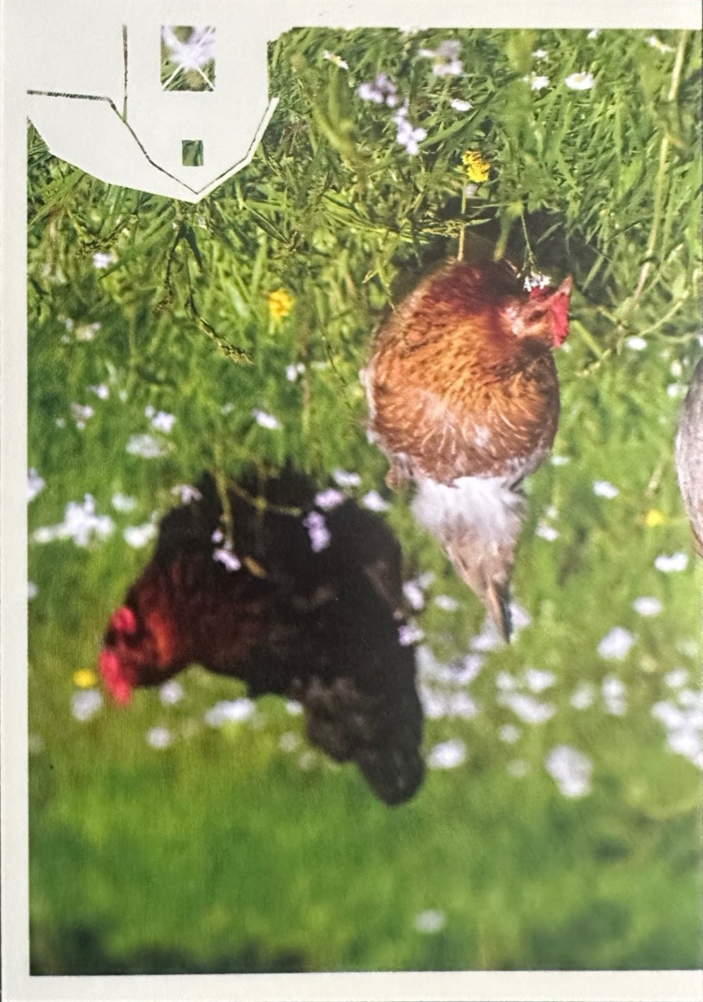 Panini Noi Animali L’unione fa la forza – Figurine singole a scelta 1-157 X1-X25