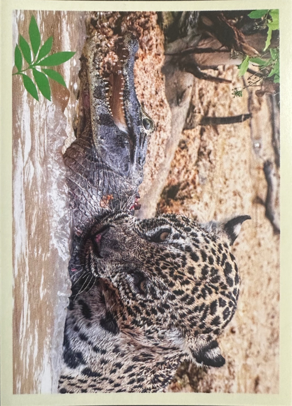 Panini Noi Animali L’unione fa la forza – Figurine singole a scelta 1-100