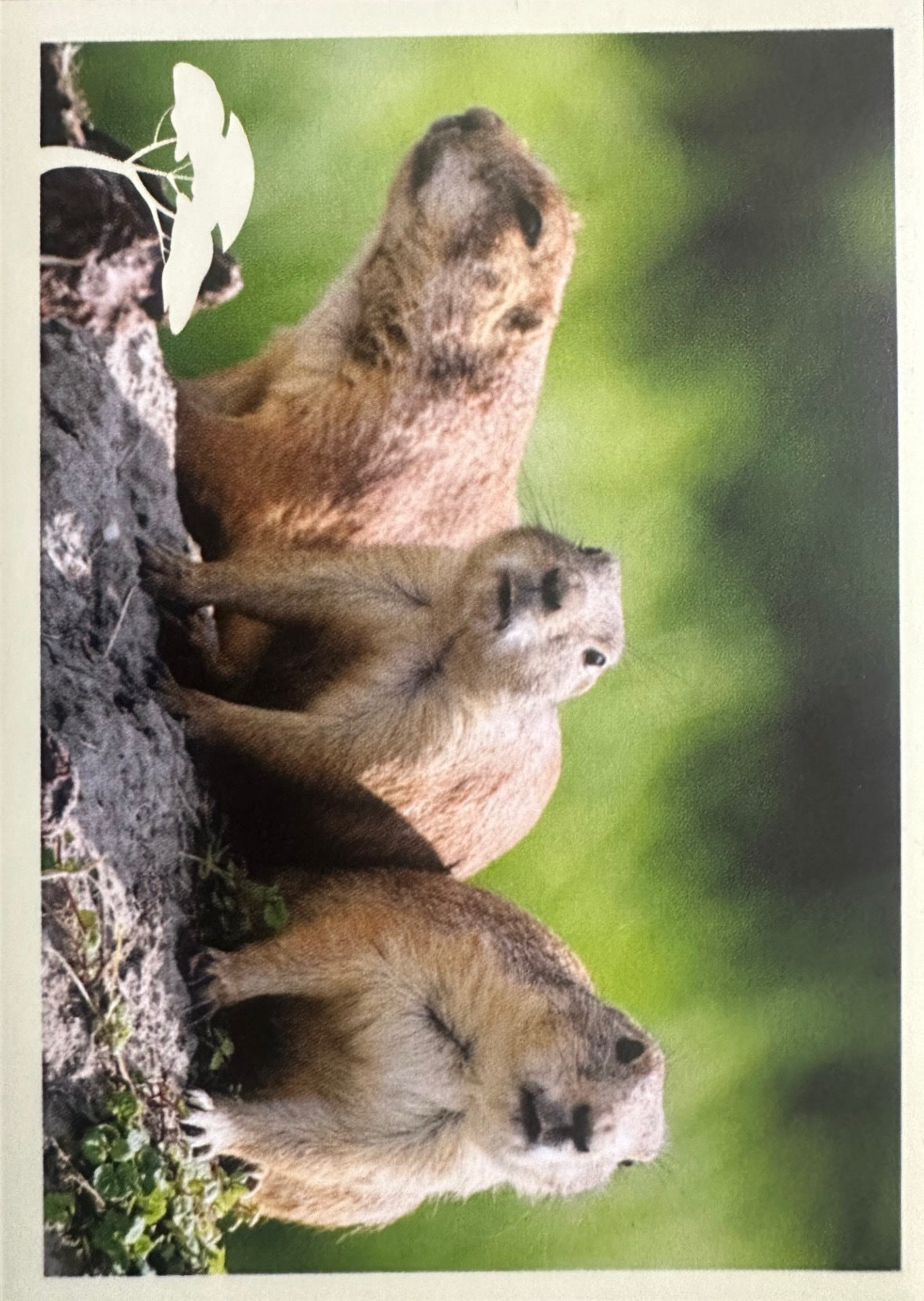 Panini Noi Animali L’unione fa la forza – Figurine singole a scelta 1-100