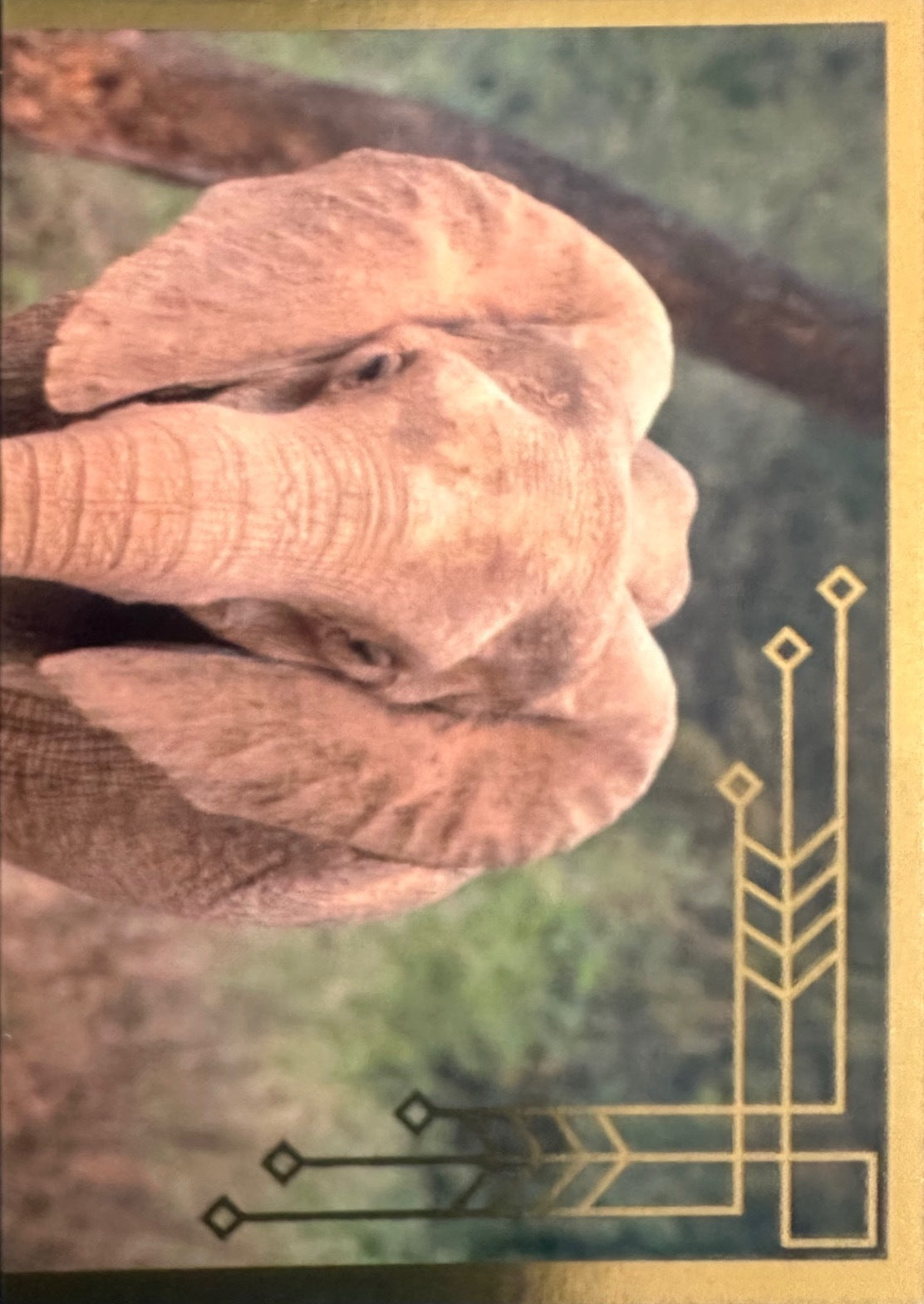 Panini Noi Animali L’unione fa la forza – Figurine singole a scelta 1-100