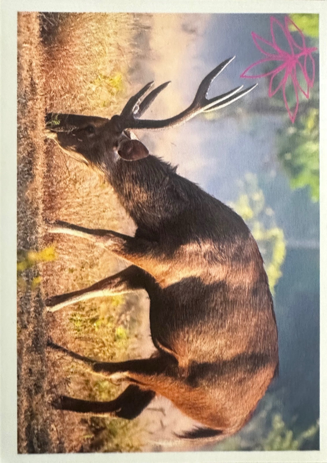 Panini Noi Animali L’unione fa la forza – Figurine singole a scelta 1-100