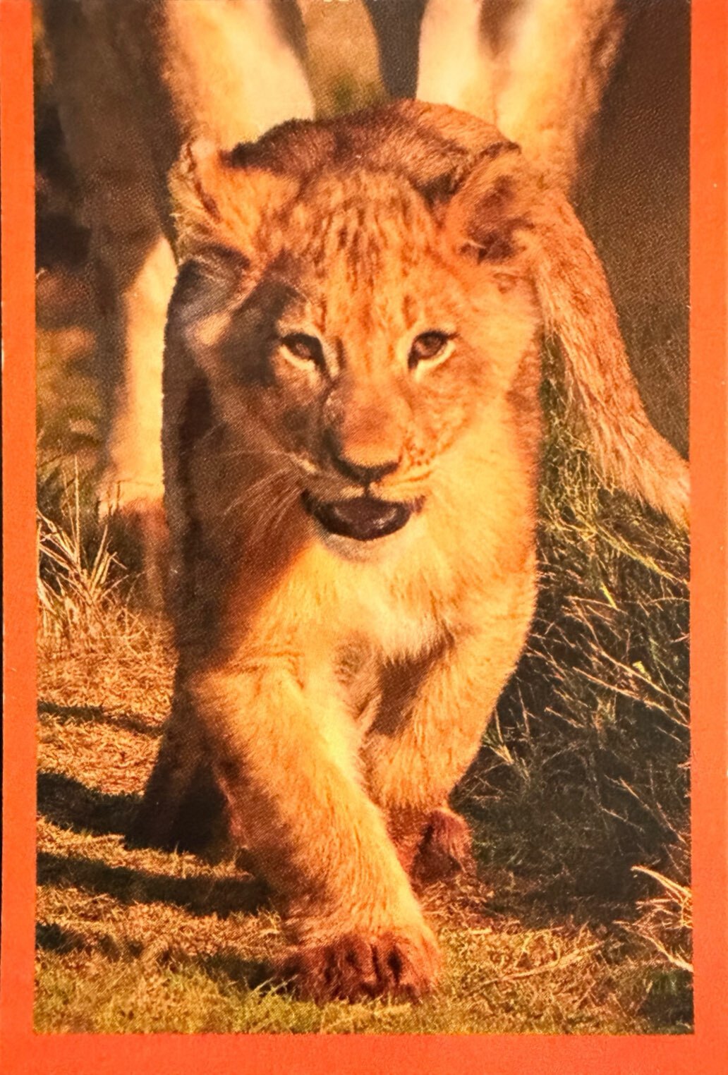 Amici Cucciolotti 2026 Pizzardi Editore - Figurine a Scelta 1-250