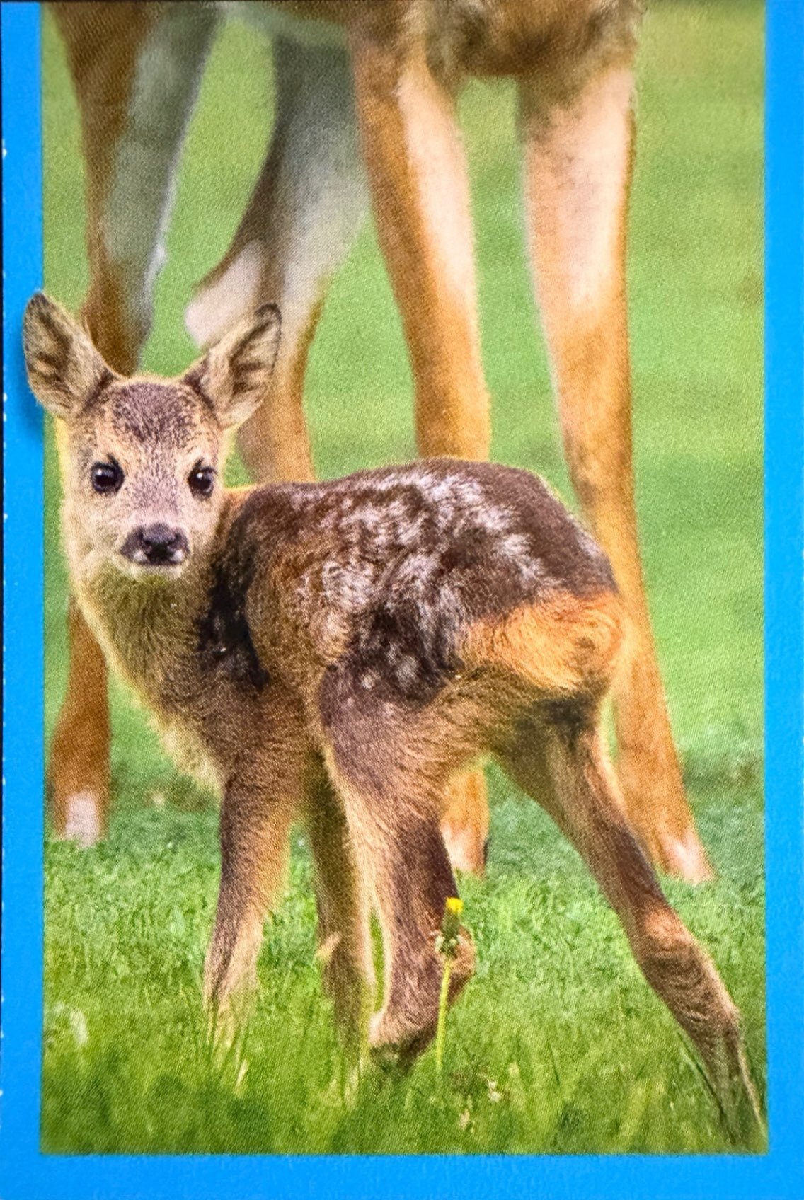 Amici Cucciolotti 2026 Pizzardi Editore - Figurine a Scelta 1-250