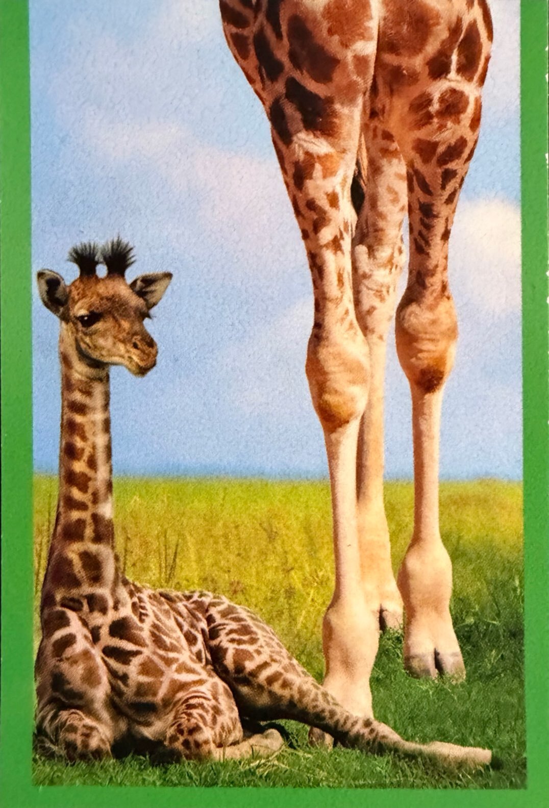 Amici Cucciolotti 2026 Pizzardi Editore - Figurine a Scelta 1-250