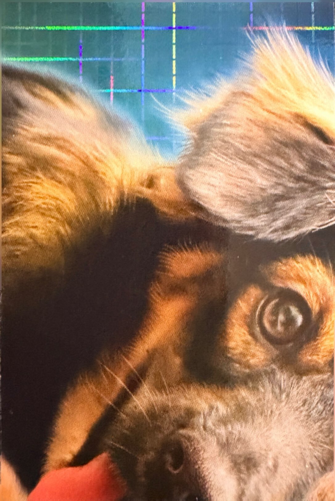 Amici Cucciolotti 2026 Pizzardi Editore - Figurine a Scelta 1-250