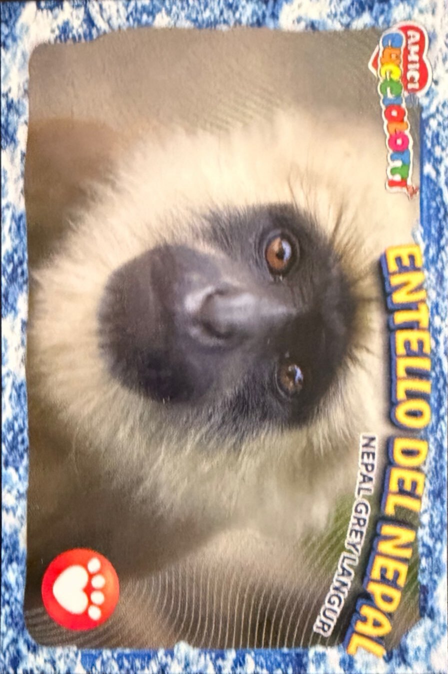 Amici Cucciolotti 2026 Pizzardi Editore - Figurine a scelta da 251 a 460 MD MS Tattoo