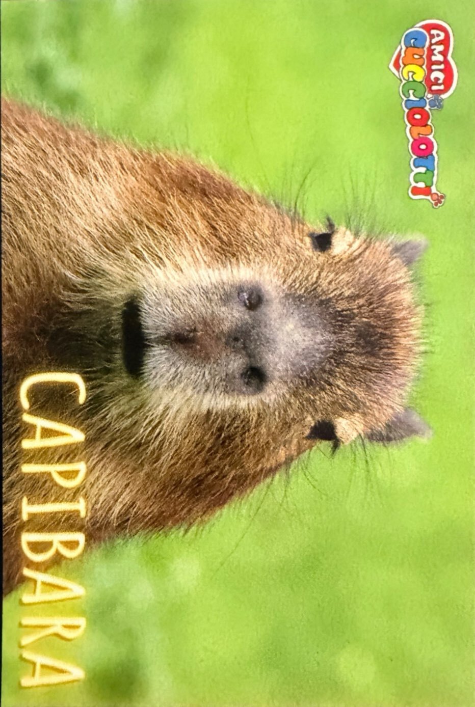 Amici Cucciolotti 2026 Pizzardi Editore - Figurine a scelta da 251 a 460 MD MS Tattoo