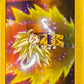 Dragonball Daima Panini - Scegli Card da 1 a 207