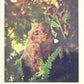 Release the Creatures Tomodachi Press - Scegli Special Card P-TS-S-PR-L