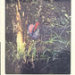 Release the Creatures Tomodachi Press - Scegli Special Card P-TS-S-PR-L