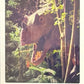 Release the Creatures Tomodachi Press - Scegli Special Card P-TS-S-PR-L