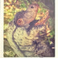 Release the Creatures Tomodachi Press - Scegli Special Card P-TS-S-PR-L