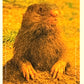 Italian Brainrot Serie 2 Sticker collection Panini - Figurine a Scelta 1-150