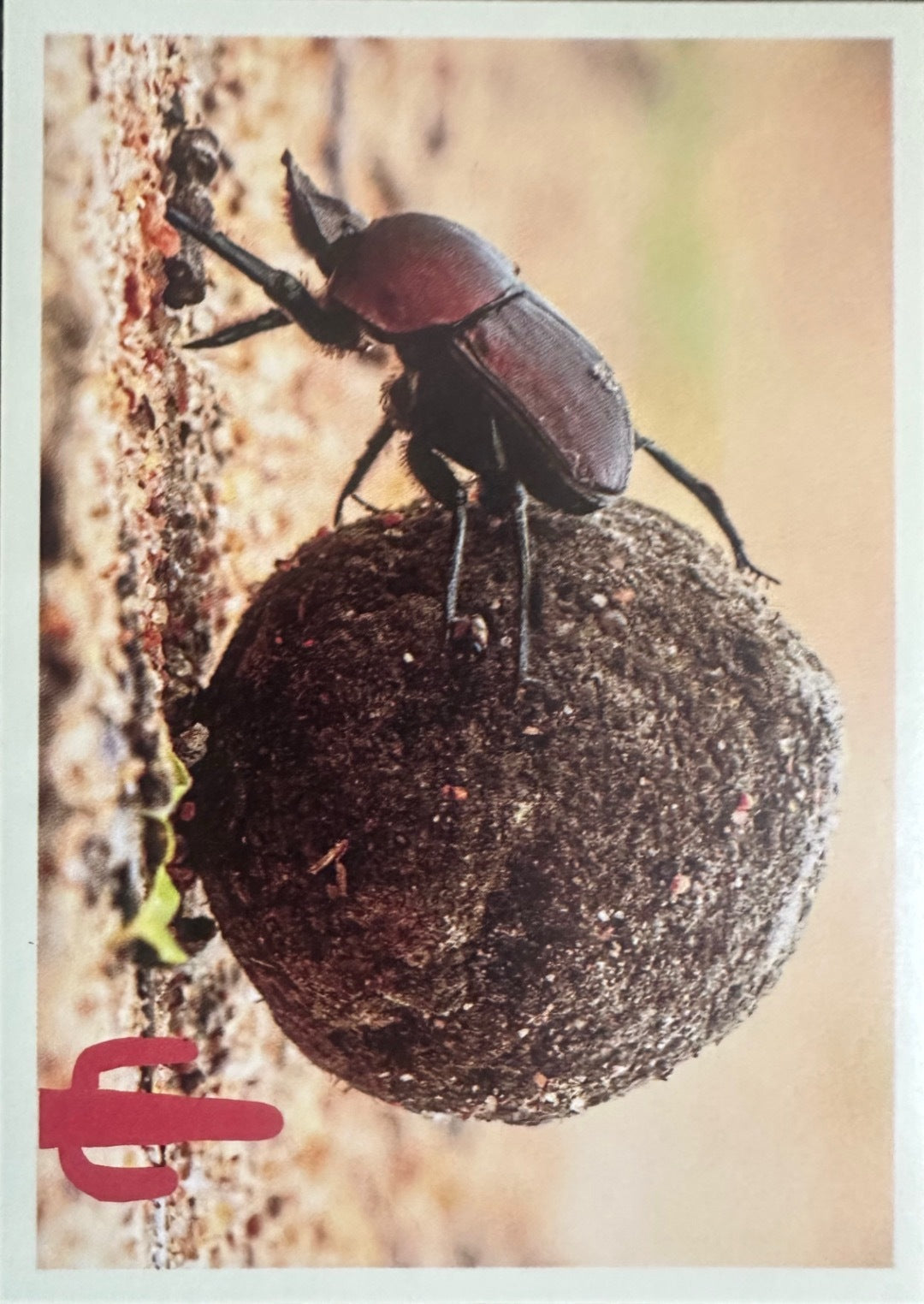 Panini Noi Animali L’unione fa la forza – Figurine singole a scelta 1-100