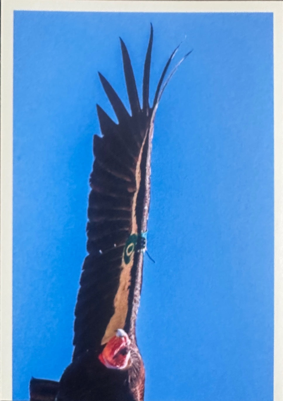 Panini Noi Animali L’unione fa la forza – Figurine singole a scelta 1-100