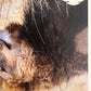 Panini Noi Animali L’unione fa la forza – Figurine singole a scelta 1-100