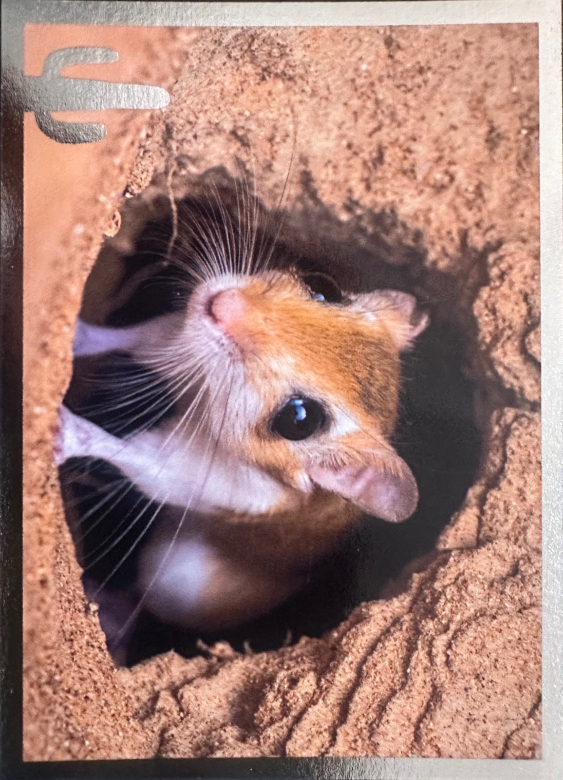 Panini Noi Animali L’unione fa la forza – Figurine singole a scelta 1-100