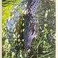 Panini Noi Animali L’unione fa la forza – Figurine singole a scelta 1-157 X1-X25