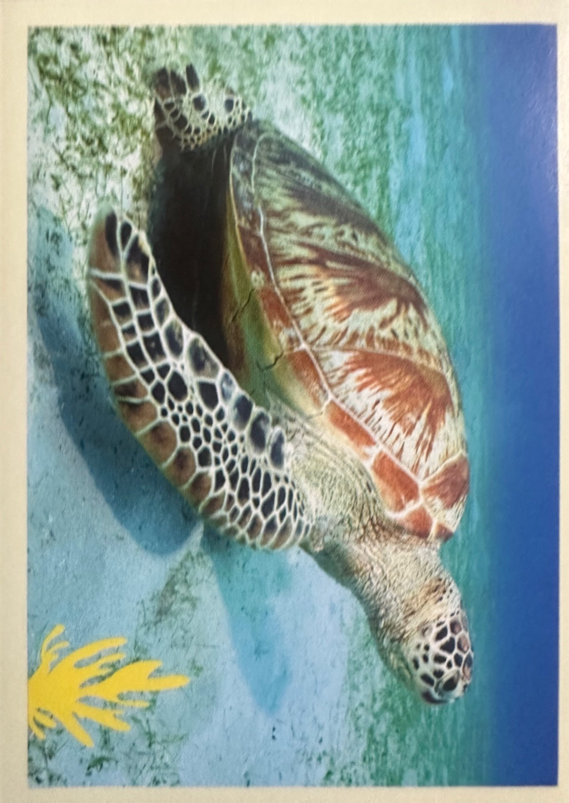 Panini Noi Animali L’unione fa la forza – Figurine singole a scelta 1-157 X1-X25