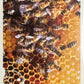Panini Noi Animali L’unione fa la forza – Figurine singole a scelta 1-157 X1-X25
