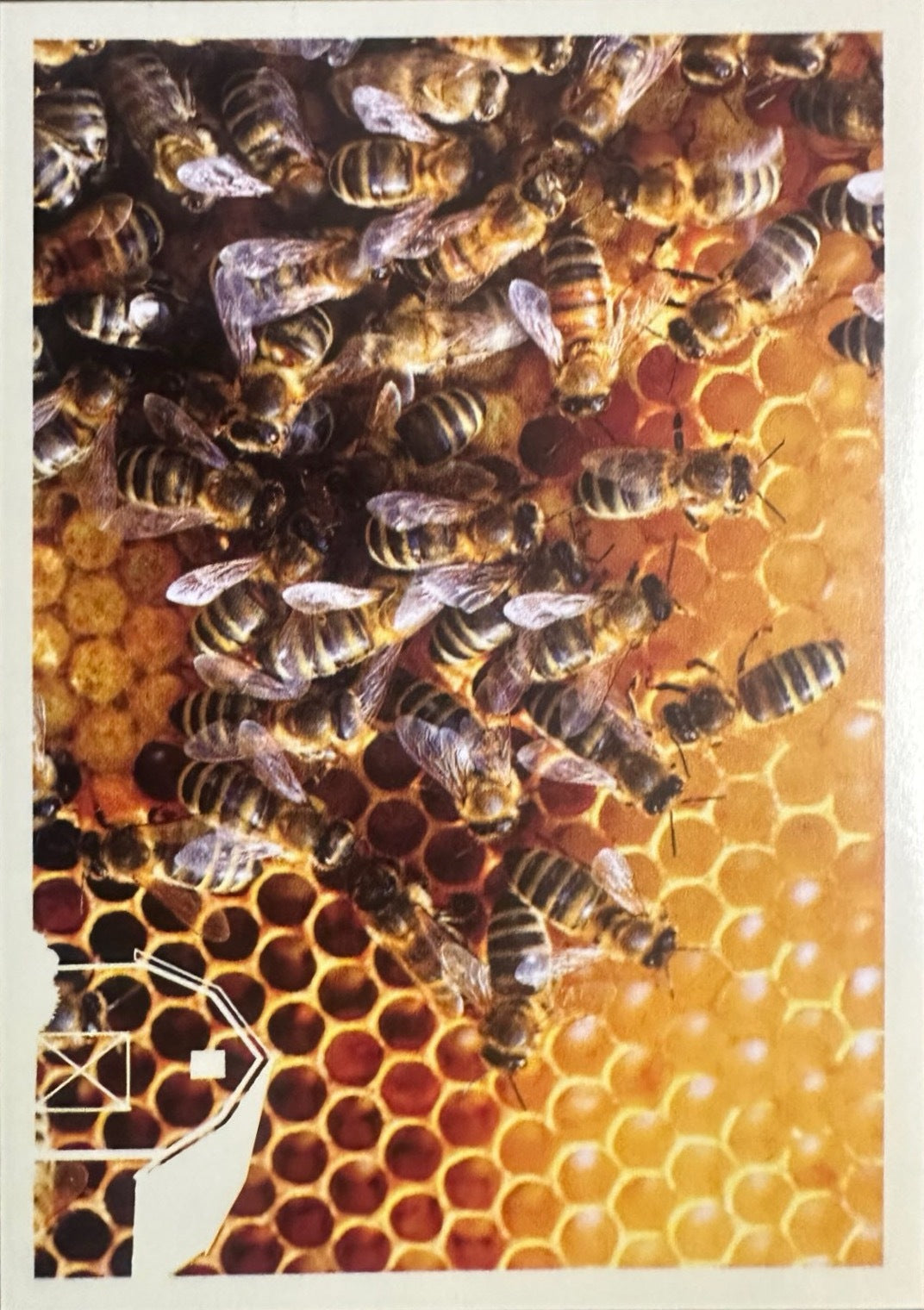 Panini Noi Animali L’unione fa la forza – Figurine singole a scelta 1-157 X1-X25