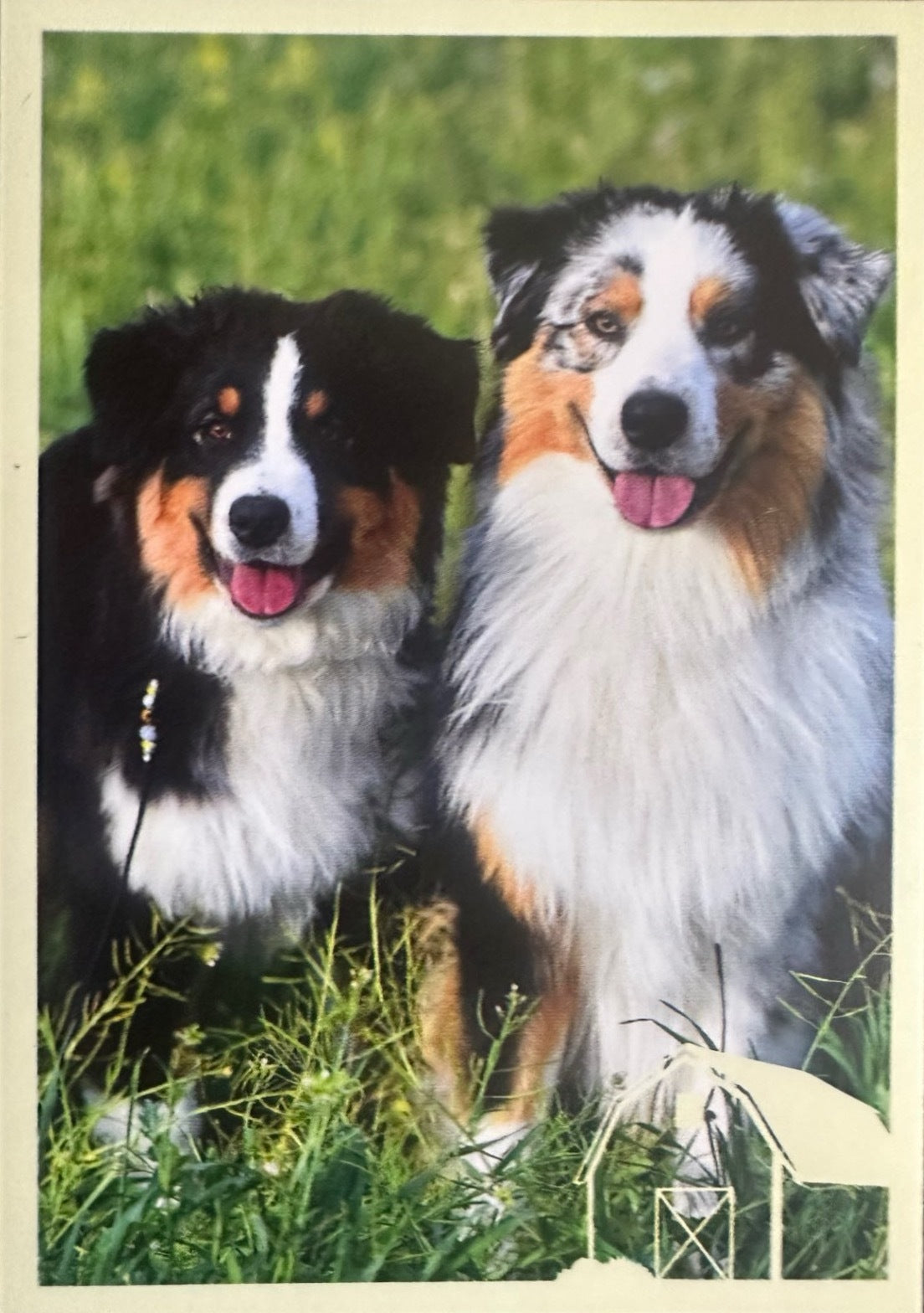 Panini Noi Animali L’unione fa la forza – Figurine singole a scelta 1-157 X1-X25
