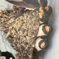 Panini Noi Animali L’unione fa la forza – Figurine singole a scelta 1-157 X1-X25