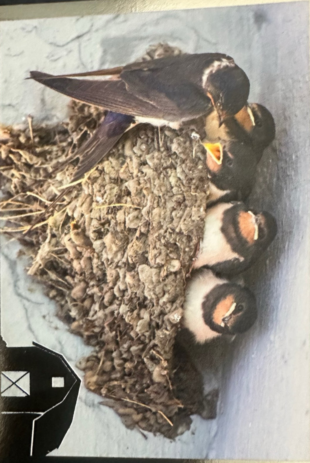 Panini Noi Animali L’unione fa la forza – Figurine singole a scelta 1-157 X1-X25