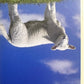 Panini Noi Animali L’unione fa la forza – Figurine singole a scelta 1-157 X1-X25