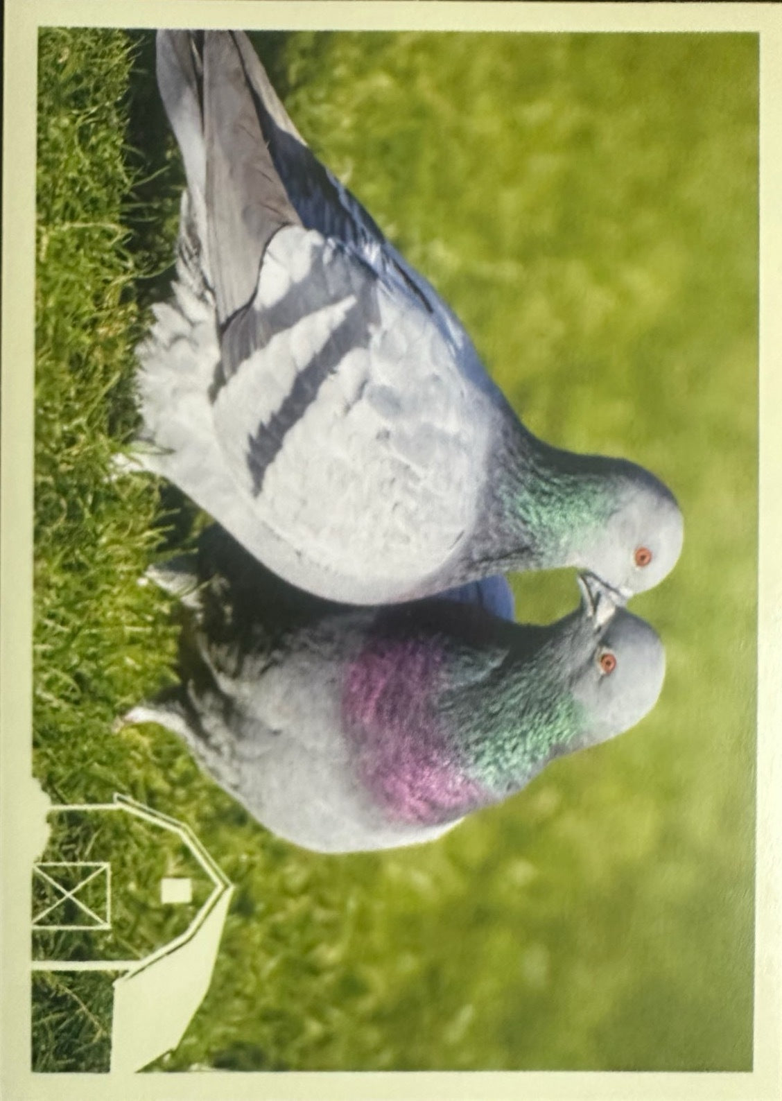 Panini Noi Animali L’unione fa la forza – Figurine singole a scelta 1-157 X1-X25