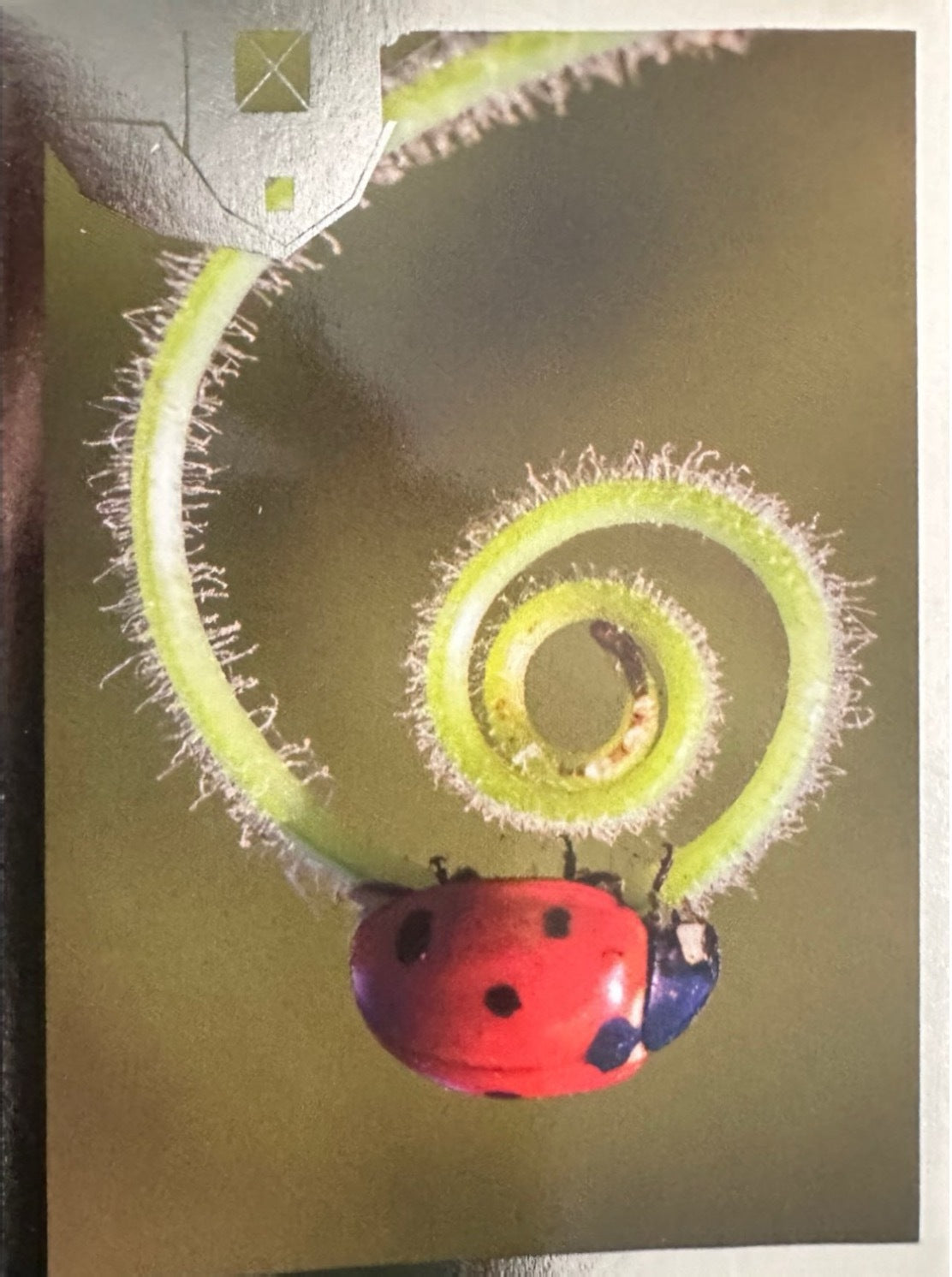 Panini Noi Animali L’unione fa la forza – Figurine singole a scelta 1-157 X1-X25