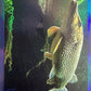 Panini Noi Animali L’unione fa la forza – Figurine singole a scelta 1-157 X1-X25