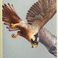 Panini Noi Animali L’unione fa la forza – Figurine singole a scelta 1-157 X1-X25