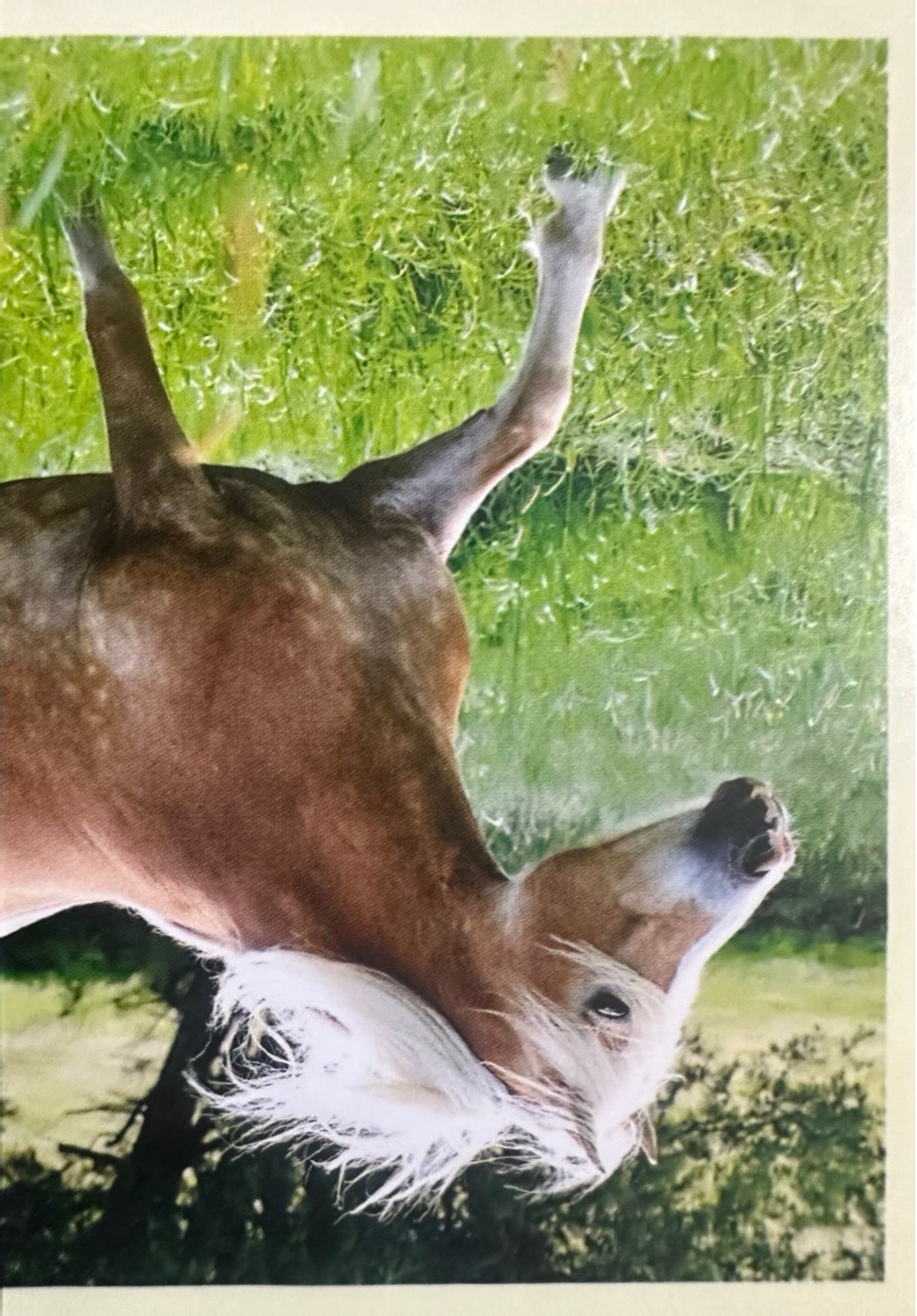 Panini Noi Animali L’unione fa la forza – Figurine singole a scelta 1-157 X1-X25