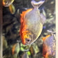 Panini Noi Animali L’unione fa la forza – Figurine singole a scelta 1-157 X1-X25