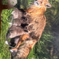 Panini Noi Animali L’unione fa la forza – Figurine singole a scelta 1-157 X1-X25